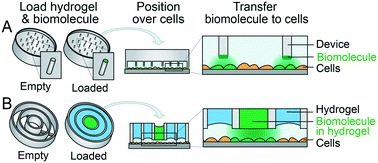 Graphical abstract: Spatial presentation of biological molecules to cells by localized diffusive transfer