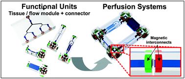 Graphical abstract: Self-aligning Tetris-Like (TILE) modular microfluidic platform for mimicking multi-organ interactions