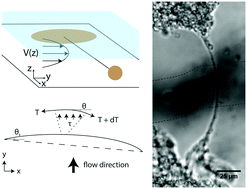 Graphical abstract: A connected cytoskeleton network generates axonal tension in embryonic Drosophila