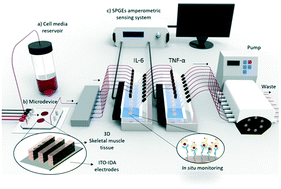 Graphical abstract: Muscle-on-a-chip with an on-site multiplexed biosensing system for in situ monitoring of secreted IL-6 and TNF-α
