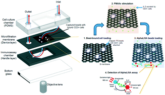 Graphical abstract: Mass-producible microporous silicon membranes for specific leukocyte subset isolation, immunophenotyping, and personalized immunomodulatory drug screening in vitro