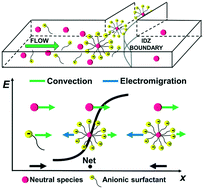 Graphical abstract: Continuous micellar electrokinetic focusing of neutral species driven by ion concentration polarization