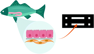 Graphical abstract: Fish-gut-on-chip: development of a microfluidic bioreactor to study the role of the fish intestine in vitro