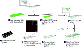 Graphical abstract: Extracellular vesicles as mediators of in vitro neutrophil swarming on a large-scale microparticle array