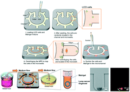 Graphical abstract: A one-stop microfluidic-based lung cancer organoid culture platform for testing drug sensitivity