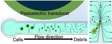 Graphical abstract: Cell lysis via acoustically oscillating sharp edges