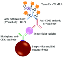 Graphical abstract: An integrated microfluidic system for on-chip enrichment and quantification of circulating extracellular vesicles from whole blood