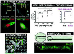 Graphical abstract: Building a microfluidic cell culture platform with stiffness control using Loctite 3525 glue