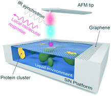 Graphical abstract: Synchrotron infrared nanospectroscopy on a graphene chip