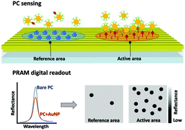 Graphical abstract: Activate capture and digital counting (AC + DC) assay for protein biomarker detection integrated with a self-powered microfluidic cartridge