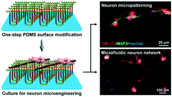 Graphical abstract: Enhancement and control of neuron adhesion on polydimethylsiloxane for cell microengineering using a functionalized triblock polymer