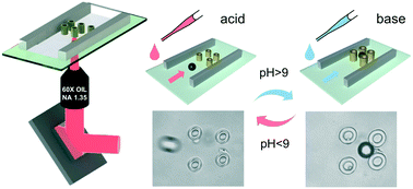 Graphical abstract: Tunable microfluidic device fabricated by femtosecond structured light for particle and cell manipulation