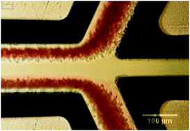 Graphical abstract: Blood platelet enrichment in mass-producible surface acoustic wave (SAW) driven microfluidic chips