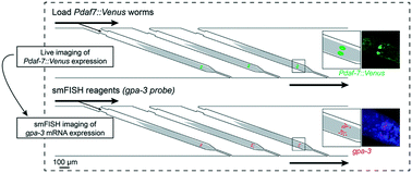 Graphical abstract: smFISH in chips: a microfluidic-based pipeline to quantify in situ gene expression in whole organisms