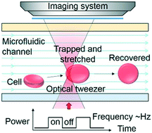 Graphical abstract: An optofluidic “tweeze-and-drag” cell stretcher in a microfluidic channel