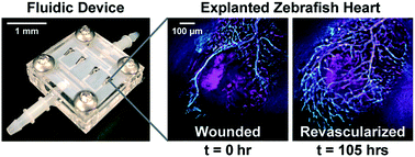 Graphical abstract: Extended culture and imaging of normal and regenerating adult zebrafish hearts in a fluidic device