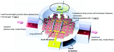 Graphical abstract: In-air EIS sensor for in situ and real-time monitoring of in vitro epithelial cells under air-exposure