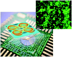 Graphical abstract: A microelectrode array chip for osteogenic differentiation of mesenchymal stem cells under electrical stimulation