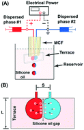 Graphical abstract: Electro-coalescence in step emulsification: dynamics and applications