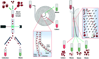 Graphical abstract: Microfluidic label-free bioprocessing of human reticulocytes from erythroid culture