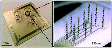 Graphical abstract: A flexible 3-dimensional microelectrode array for in vitro brain models