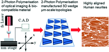 Graphical abstract: Development of two-photon polymerised scaffolds for optical interrogation and neurite guidance of human iPSC-derived cortical neuronal networks