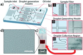 Graphical abstract: Rapid bacterial detection and antibiotic susceptibility testing in whole blood using one-step, high throughput blood digital PCR