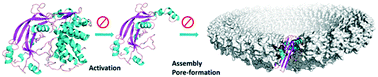 Graphical abstract: Gasdermin D (GSDMD) as a new target for the treatment of infection