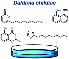 Graphical abstract: Volatiles from the ascomycete Daldinia cf. childiae (Hypoxylaceae), originating from China