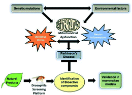 Graphical abstract: Using Drosophila as a platform for drug discovery from natural products in Parkinson's disease