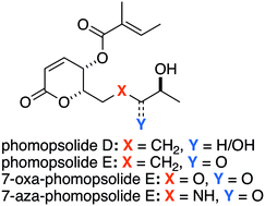 Graphical abstract: Synthesis and direct comparison of the anticancer activities of phomopsolides D and E and two 7-oxa-/7-aza-analogues