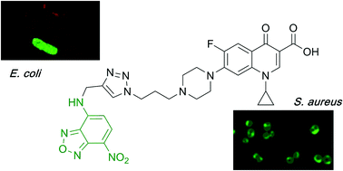 Graphical abstract: Fluoroquinolone-derived fluorescent probes for studies of bacterial penetration and efflux