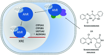 Graphical abstract: Fungal natural alkaloid schizocommunin activates the aryl hydrocarbon receptor pathway