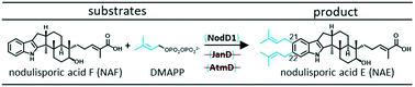 Graphical abstract: Nodulisporic acid E biosynthesis: in vivo characterisation of NodD1, an indole-diterpene prenyltransferase that acts on an emindole SB derived indole-diterpene scaffold