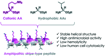 Graphical abstract: Rational design of novel amphipathic antimicrobial peptides focused on the distribution of cationic amino acid residues