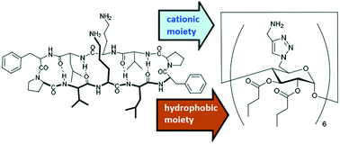 Graphical abstract: Gramicidin S-inspired antimicrobial cyclodextrin to disrupt gram-negative and gram-positive bacterial membranes