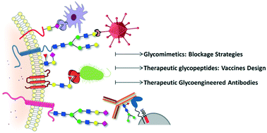 Graphical abstract: Glycans in drug discovery