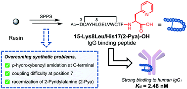 Graphical abstract: Synthesis and structure–activity relationship studies of IgG-binding peptides focused on the C-terminal histidine residue