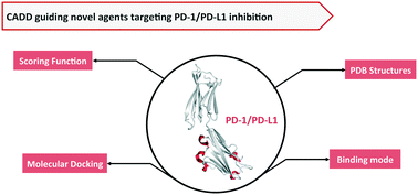 Graphical abstract: Structural insights and binding analysis for determining the molecular bases for programmed cell death protein ligand-1 inhibition