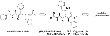 Graphical abstract: Aurantiamide-related dipeptide derivatives are formyl peptide receptor 1 antagonists