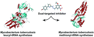 Graphical abstract: Dual-target inhibitors of mycobacterial aminoacyl-tRNA synthetases among N-benzylidene-N′-thiazol-2-yl-hydrazines