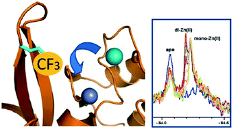 Graphical abstract: Monitoring protein-metal binding by 19F NMR – a case study with the New Delhi metallo-β-lactamase 1