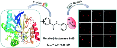 Graphical abstract: meta-Substituted benzenesulfonamide: a potent scaffold for the development of metallo-β-lactamase ImiS inhibitors