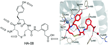 Graphical abstract: Macrocyclic peptidomimetics as inhibitors of insulin-regulated aminopeptidase (IRAP)