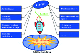 Graphical abstract: TPP-based mitocans: a potent strategy for anticancer drug design
