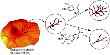 Graphical abstract: Vascular tone and angiogenesis modulation by catecholamine coordinated to ruthenium