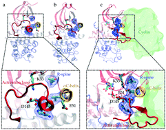 Graphical abstract: How does evolution design functional free energy landscapes of proteins? A case study on the emergence of regulation in the Cyclin Dependent Kinase family