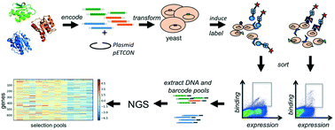 Graphical abstract: Parallelized identification of on- and off-target protein interactions