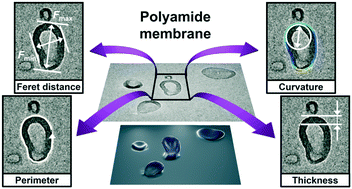 Graphical abstract: Charting the quantitative relationship between two-dimensional morphology parameters of polyamide membranes and synthesis conditions