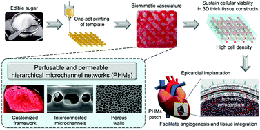 Graphical abstract: 3D printing of biomimetic vasculature for tissue regeneration